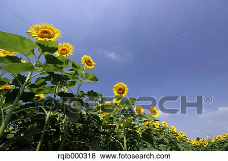 Stock Photo - Sunflowers and blue sky with clouds. Fotosearch
