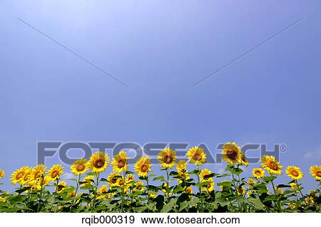 Stock Photo - Sunflowers and blue sky with clouds. Fotosearch