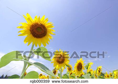 Stock Photo - Sunflowers and blue sky with clouds. Fotosearch