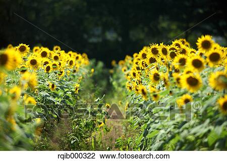 Stock Image - Sunflowers. Fotosearch