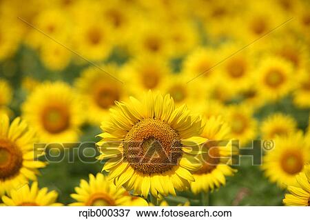 Stock Photo - Sunflowers. Fotosearch