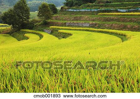 Terraced rice fields in Asuka, Nara Prefecture View Large Photo Image Stock Image - Terraced rice fields in Asuka, Nara Prefecture. Fotosearch