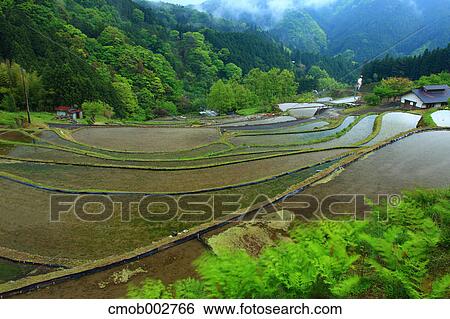 Terraced rice fields, Kochi Prefecture View Large Photo Image Stock Photograph - Terraced rice fields, Kochi Prefecture. Fotosearch