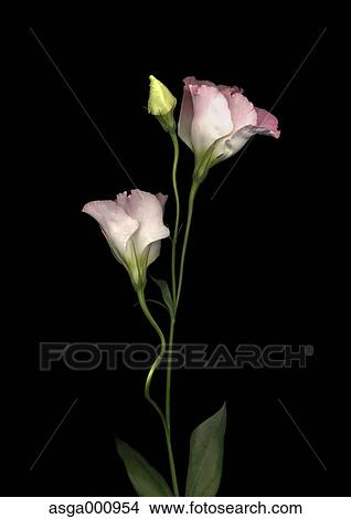 Picture - Texas Bluebell flowers on black background. Fotosearch