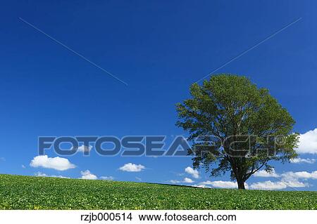 The tree of Philosophy, Hokkaido View Large Photo Image Picture - The tree of Philosophy, Hokkaido. Fotosearch