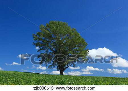 The tree of Philosophy, Hokkaido View Large Photo Image Stock Image - The tree of Philosophy, Hokkaido. Fotosearch