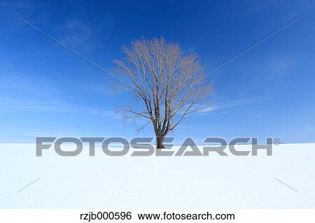 The tree of Philosophy, Hokkaido View Large Photo Image Stock Photograph - The tree of Philosophy, Hokkaido. Fotosearch