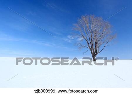 The tree of Philosophy, Hokkaido View Large Photo Image Stock Photography - The tree of Philosophy, Hokkaido. Fotosearch