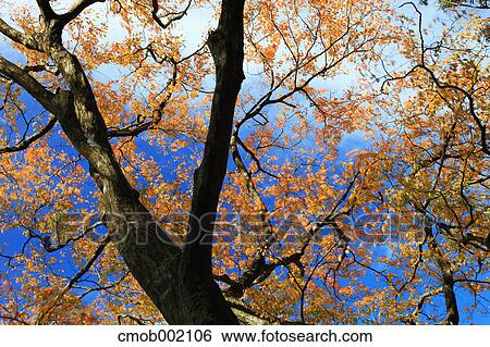 Tree and Autumn leaves View Large Photo Image Stock Photograph - Tree and Autumn leaves. Fotosearch