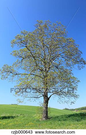 Stock Image - Tree and blue sky. Fotosearch