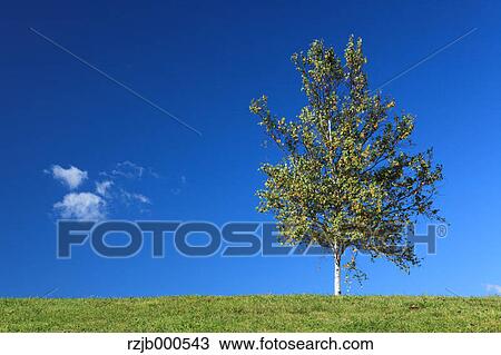 Tree and blue sky with clouds, Hokkaido View Large Photo Image Stock Image - Tree and blue sky with clouds, Hokkaido. Fotosearch