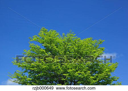 Stock Photo - Tree and blue sky with clouds, Hokkaido. Fotosearch