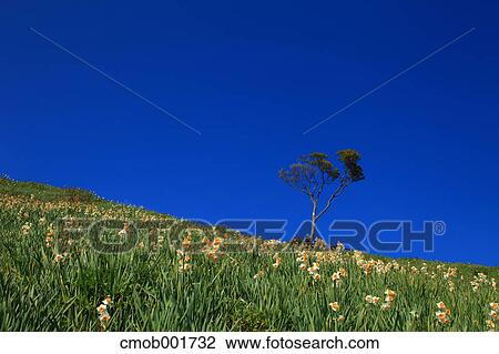 Tree and Narcissus field in Minamiawaji, Hyogo Prefecture View Large Photo Image Stock Image - Tree and Narcissus field in Minamiawaji, Hyogo Prefecture. Fotosearch