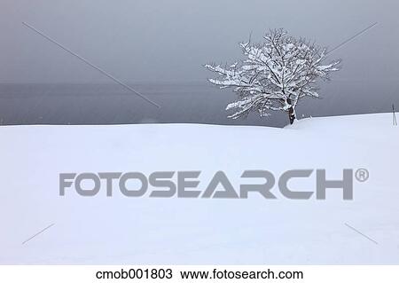 Stock Image - Tree and snow at Lake Aoki, Nagano Prefecture. Fotosearch