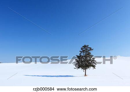 Tree and snow in Furano, Hokkaido View Large Photo Image Picture - Tree and snow in Furano, Hokkaido. Fotosearch