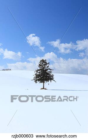Stock Image - Tree and snow in Furano, Hokkaido. Fotosearch