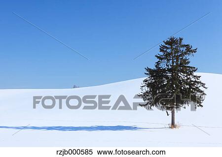 Stock Photography - Tree and snow in Furano, Hokkaido. Fotosearch
