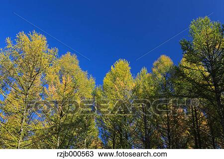 Trees and blue sky View Large Photo Image Stock Image - Trees and blue sky. Fotosearch