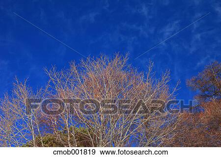 Trees and blue sky View Large Photo Image Stock Photo - Trees and blue sky. Fotosearch