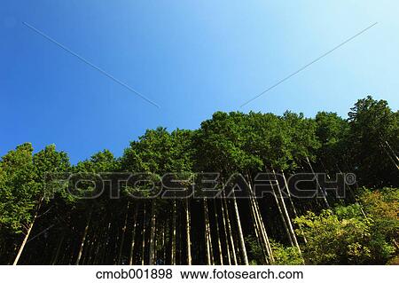 Trees and blue sky View Large Photo Image Stock Photo - Trees and blue sky. Fotosearch