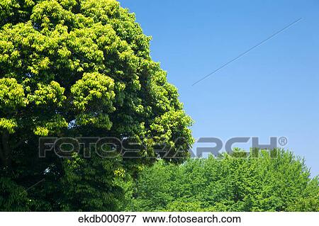 Trees and blue sky View Large Photo Image Stock Photo - Trees and blue sky. Fotosearch
