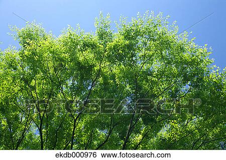 Trees and blue sky View Large Photo Image Stock Photograph - Trees and blue sky. Fotosearch