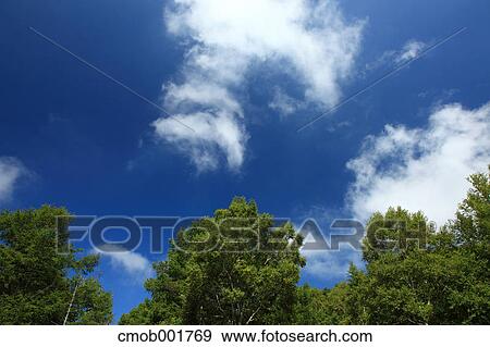 Trees and blue sky with clouds View Large Photo Image Stock Photo - Trees and blue sky with clouds. Fotosearch