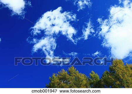 Trees and blue sky with clouds View Large Photo Image Stock Photo - Trees and blue sky with clouds. Fotosearch