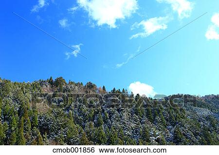 Trees and blue sky with clouds View Large Photo Image Stock Photograph - Trees and blue sky with clouds. Fotosearch