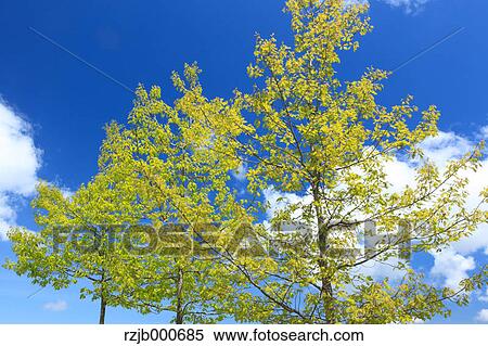 Trees and blue sky with clouds View Large Photo Image Stock Photography - Trees and blue sky with clouds. Fotosearch