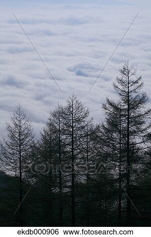 Stock Photograph - Trees and clouds, Nagano Prefecture. Fotosearch