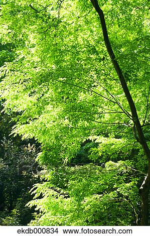 Trees and green leaves View Large Photo Image Picture - Trees and green leaves. Fotosearch