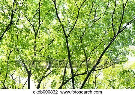 Trees and green leaves View Large Photo Image Stock Image - Trees and green leaves. Fotosearch