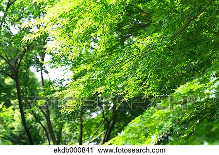 Stock Image - Trees and green leaves. Fotosearch