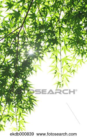Trees and green leaves View Large Photo Image Stock Photo - Trees and green leaves. Fotosearch