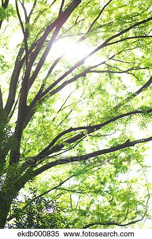 Trees and green leaves View Large Photo Image Stock Photography - Trees and green leaves. Fotosearch