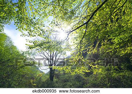 Trees and green leaves View Large Photo Image Stock Photography - Trees and green leaves. Fotosearch