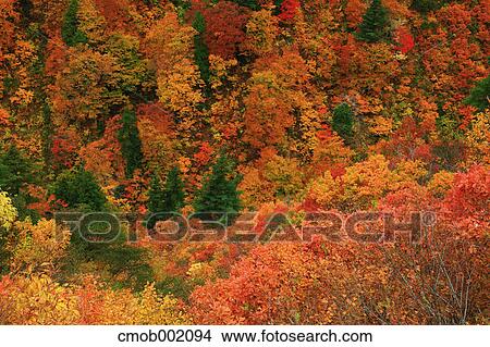 Trees and leaves in Autumn colors, Akita Prefecture View Large Photo Image Picture - Trees and leaves in Autumn colors, Akita Prefecture. Fotosearch