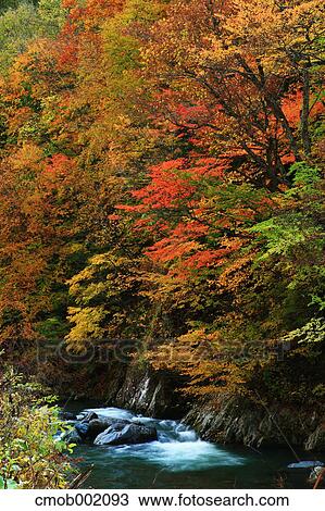 Trees and mountain river in Nishimeya, Aomori Prefecture View Large Photo Image Stock Image - Trees and mountain river in Nishimeya, Aomori Prefecture. Fotosearch
