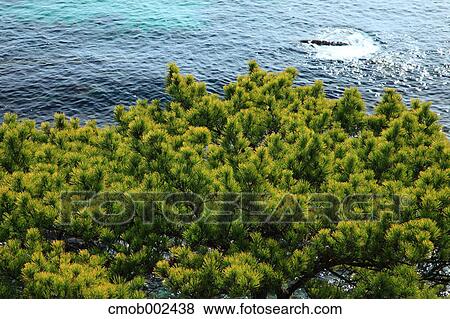 Trees and sea View Large Photo Image Stock Photo - Trees and sea. Fotosearch