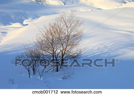 Trees and snow in Hakuba, Nagano Prefecture View Large Photo Image Stock Image - Trees and snow in Hakuba, Nagano Prefecture. Fotosearch