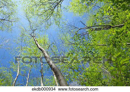 Trees, green leaves and blue sky View Large Photo Image Picture - Trees, green leaves and blue sky. Fotosearch