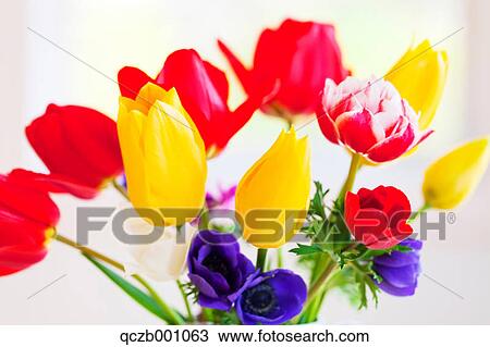 Tulip and anemone flowers View Large Photo Image Stock Image - Tulip and anemone flowers. Fotosearch