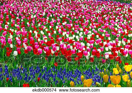 Picture - Tulip flowers, Ibaraki Prefecture. Fotosearch