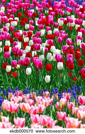 Stock Image - Tulip flowers, Ibaraki Prefecture. Fotosearch