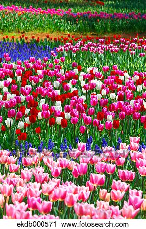 Tulip flowers, Ibaraki Prefecture View Large Photo Image Stock Image - Tulip flowers, Ibaraki Prefecture. Fotosearch