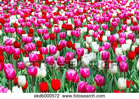 Stock Image - Tulip flowers, Ibaraki Prefecture. Fotosearch