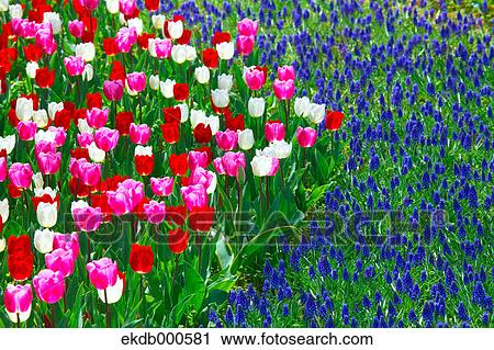 Tulip flowers, Ibaraki Prefecture View Large Photo Image Stock Image - Tulip flowers, Ibaraki Prefecture. Fotosearch