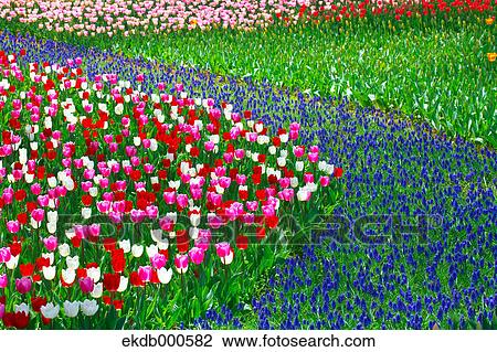 Stock Image - Tulip flowers, Ibaraki Prefecture. Fotosearch