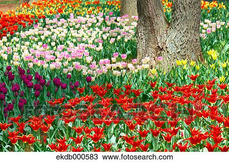 Stock Image - Tulip flowers, Ibaraki Prefecture. Fotosearch